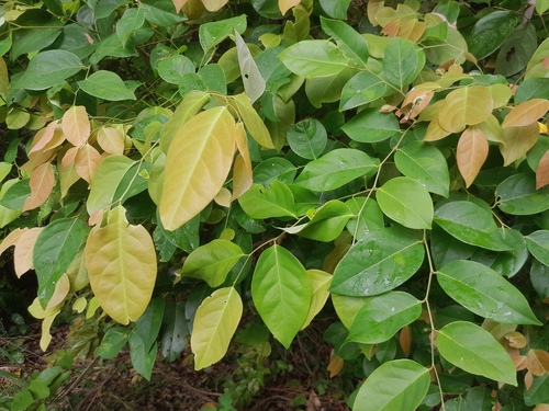 Phyllanthus cuscutiflorus observed 2023-08-03