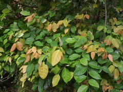 Phyllanthus cuscutiflorus, photograph (c) Steve Fitzgerald, some rights reserved (CC BY-SA)