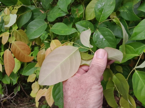 Phyllanthus cuscutiflorus, photograph 3
