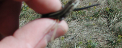 Plestiodon multivirgatus