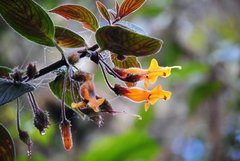 Columnea strigosa