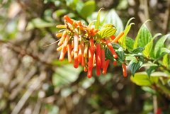 Macleania bullata