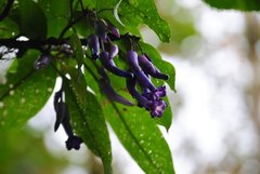 Iochroma calycinum