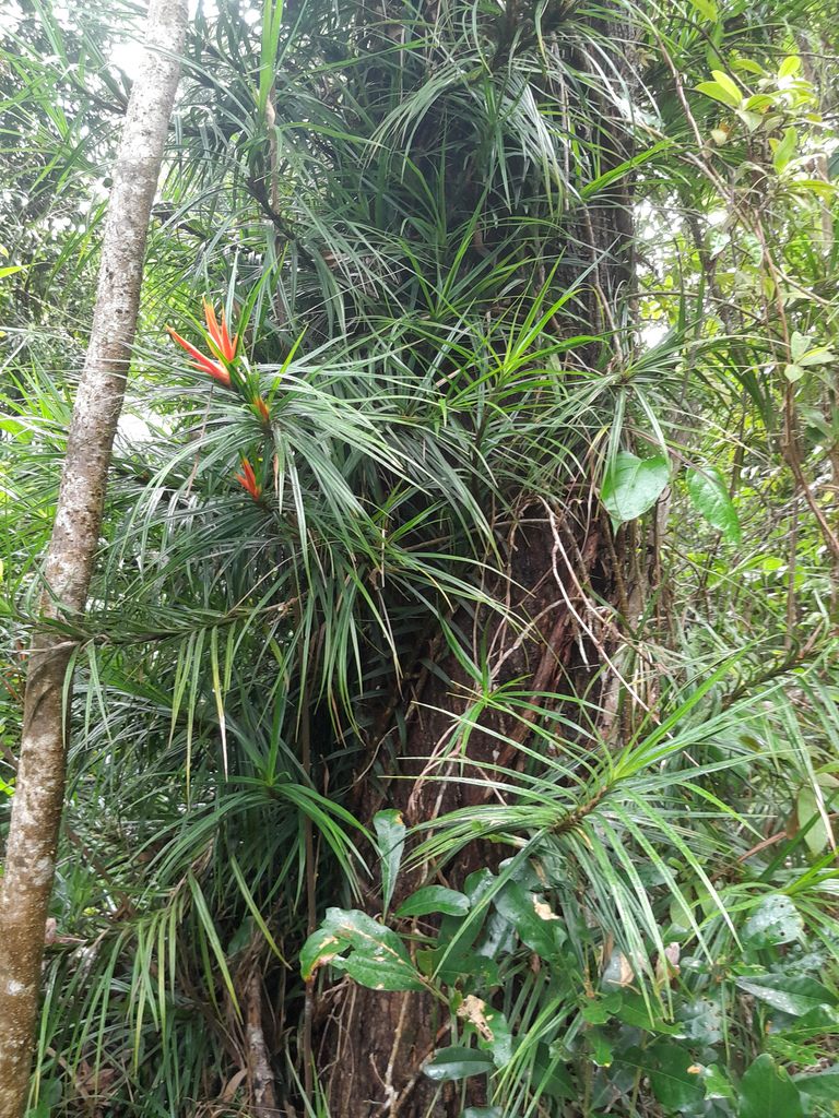 Giant climbing pandan (Freycinetia excelsa)