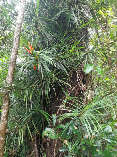 Giant climbing pandan (Freycinetia excelsa)