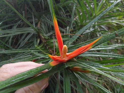 Freycinetia excelsa F.Muell.