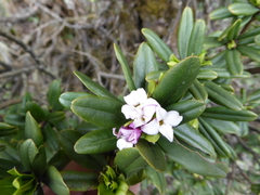 Daphne retusa