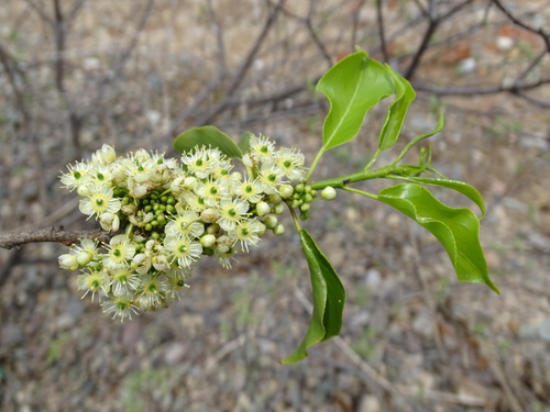 Image of Casearia tremula by (c) Alexis López Hernández, some rights reserved (CC BY)
