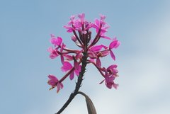 Epidendrum jamiesonis