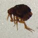 Hen Flea - Photo (c) Ruan Booysen, some rights reserved (CC BY-NC), uploaded by Ruan Booysen