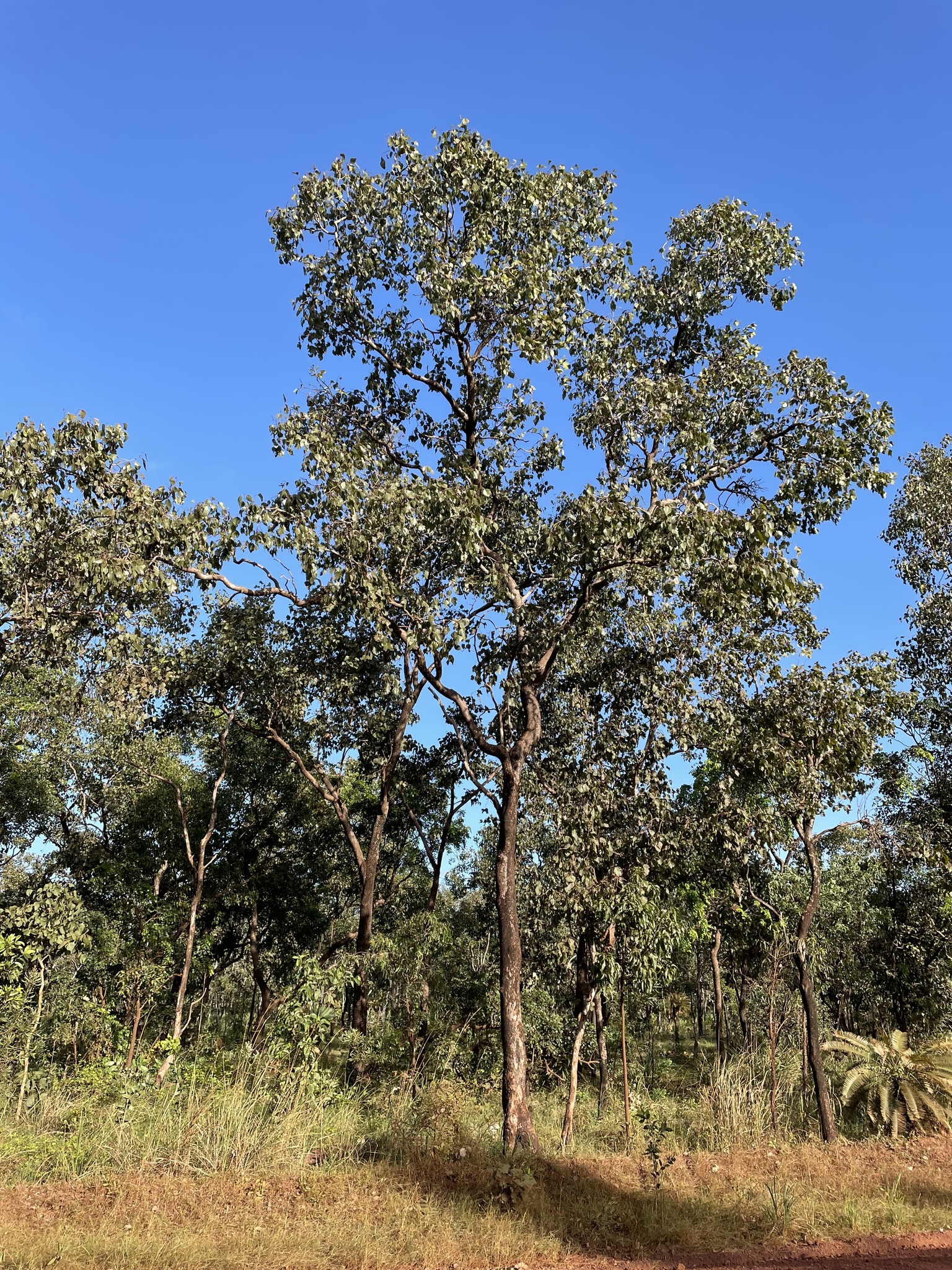 Eucalyptus oligantha