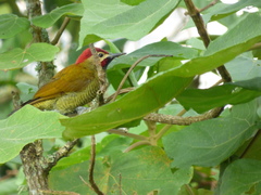 Colaptes rubiginosus