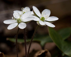 Hepatica