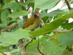 Colaptes rubiginosus