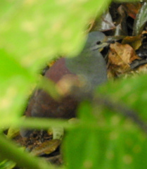 Zentrygon costaricensis