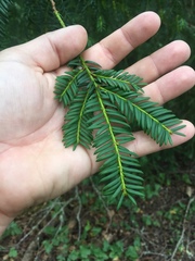 Taxaceae