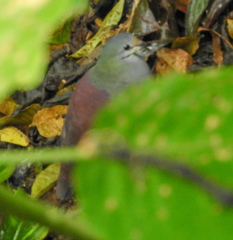 Zentrygon costaricensis