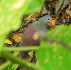 Zentrygon costaricensis