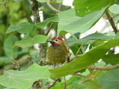 Colaptes rubiginosus