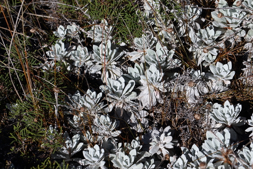 Image of White Mountain Daisy (Celmisia incana) by (c) Jacob Littlejohn, some rights reserved (CC BY-SA)