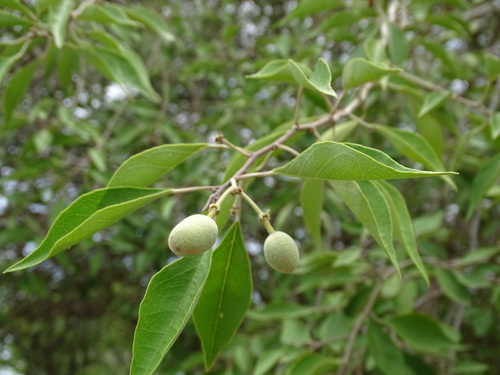 hoary caper (Morisonia incana)