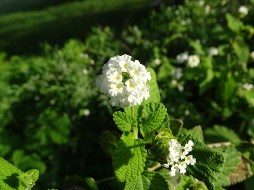 Image of Lantana velutina by (c) Alexis López Hernández, some rights reserved (CC BY)