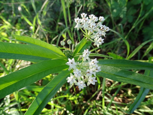 Asclepias woodsoniana (Asclepias woodsoniana)