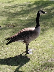 Branta canadensis