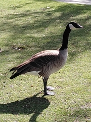Branta canadensis
