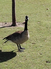 Branta canadensis