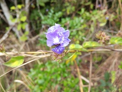 Jacquemontia sphaerostigma