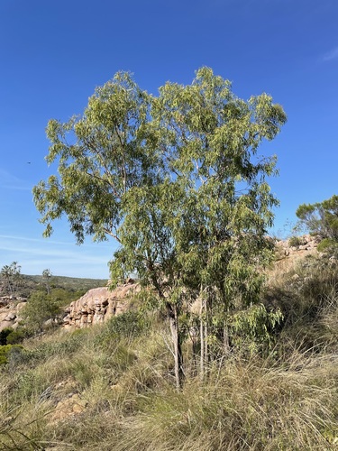 Katherine Gorge Bloodwood (Corymbia arnhemensis)