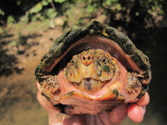 Sternotherus peltifer