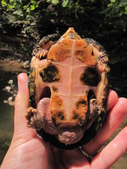 Sternotherus peltifer