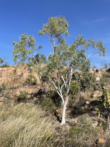 Eucalyptus herbertiana 3
