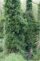 Urtica perconfusa