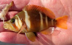 Hypoplectrus floridae