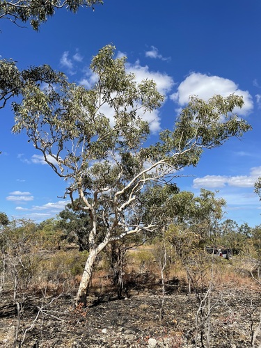 Corymbia dichromophloia, 2023-06-03