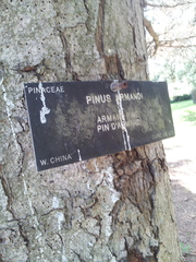 Pinus armandi
