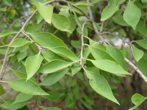 Image of Morisonia incana by (c) Alexis López Hernández, some rights reserved (CC BY)