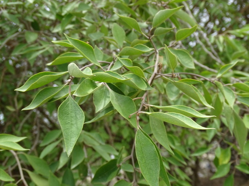 Image of Morisonia incana by (c) Alexis López Hernández, some rights reserved (CC BY)