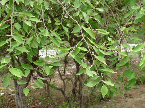 Image of Morisonia incana by (c) Alexis López Hernández, some rights reserved (CC BY)