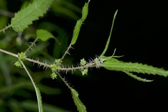 Urtica perconfusa