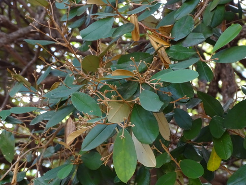 Image of Quadrella indica by (c) Alexis López Hernández, some rights reserved (CC BY)