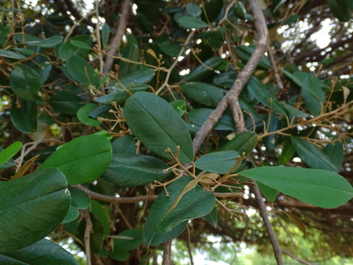 Image of Quadrella indica by (c) Alexis López Hernández, some rights reserved (CC BY)
