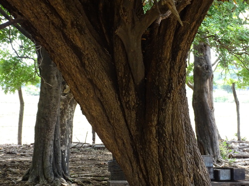 Image of Quadrella indica by (c) Alexis López Hernández, some rights reserved (CC BY)