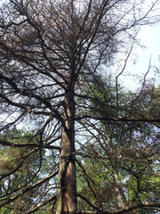 Pinus armandi