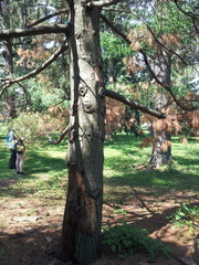 Pinus armandi