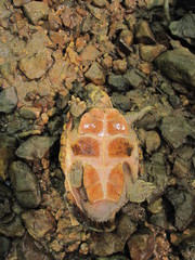 Sternotherus peltifer