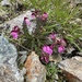 Kerner's Lousewort - Photo (c) marziaruggieri, some rights reserved (CC BY-NC)